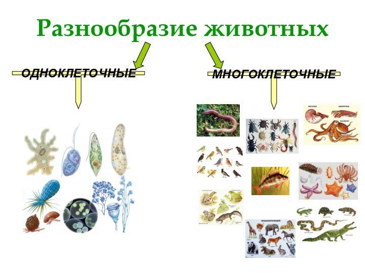 Разнообразие животныхМНОГОКЛЕТОЧНЫЕОДНОКЛЕТОЧНЫЕ