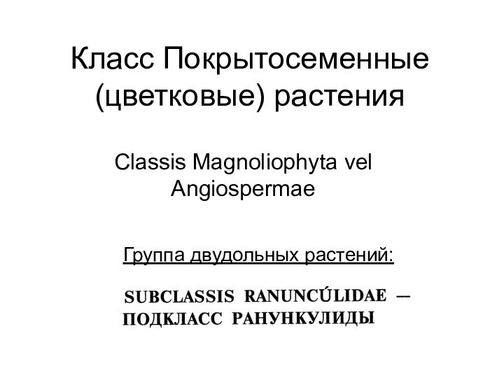 Класс Покрытосеменные (цветковые) растенияClassis Magnoliophyta vel Angiospermae Группа двудольных растений: