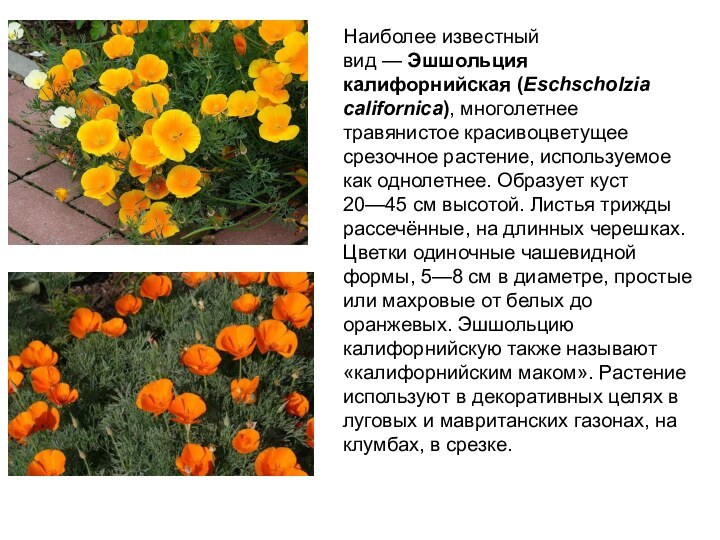 Наиболее известный вид — Эшшольция калифорнийская (Eschscholzia californica), многолетнее травянистое красивоцветущее срезочное