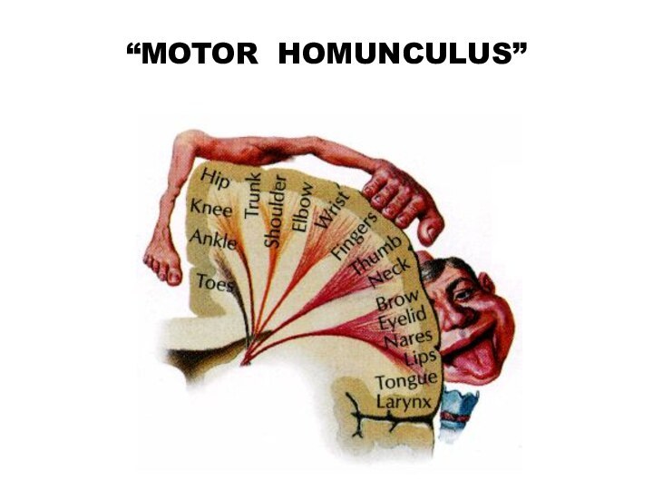 “MOTOR HOMUNCULUS”