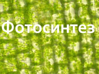 Фотосинтез. Фазы фотосинтеза