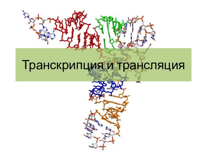 Транскрипция и трансляция