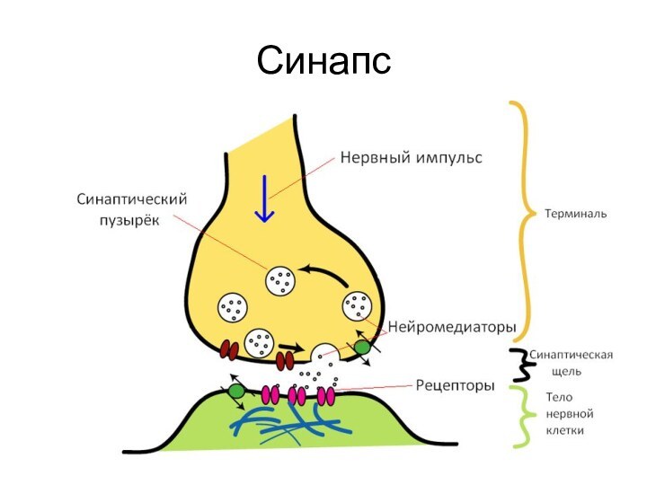 Синапс