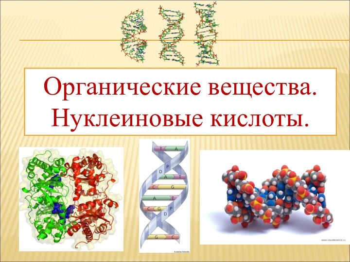 Органические вещества. Нуклеиновые кислоты.