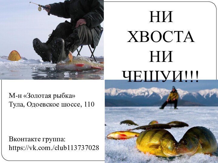 НИ ХВОСТАНИ ЧЕШУИ!!!М-н «Золотая рыбка»Тула, Одоевское шоссе, 110Вконтакте группа:https://vk.com./club113737028