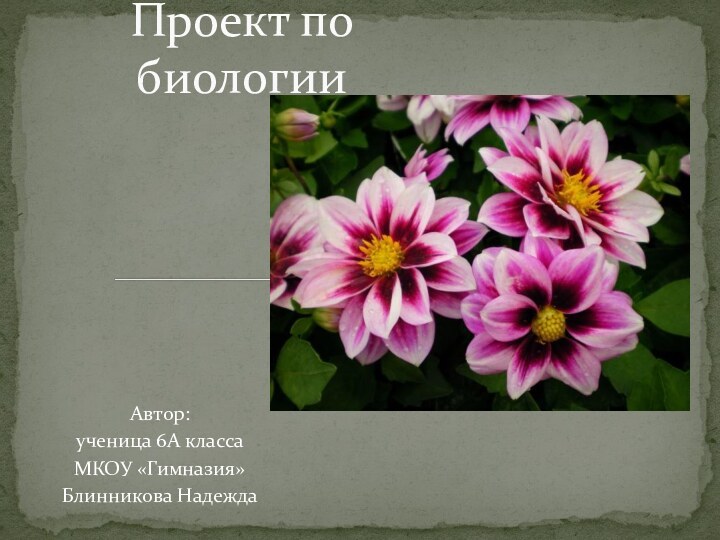 Автор:ученица 6А классаМКОУ «Гимназия»Блинникова НадеждаПроект по биологии