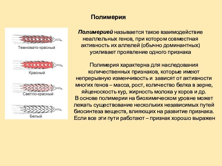 ПолимерияПолимерией называется такое взаимодействие неаллельных генов, при котором совместная активность их аллелей