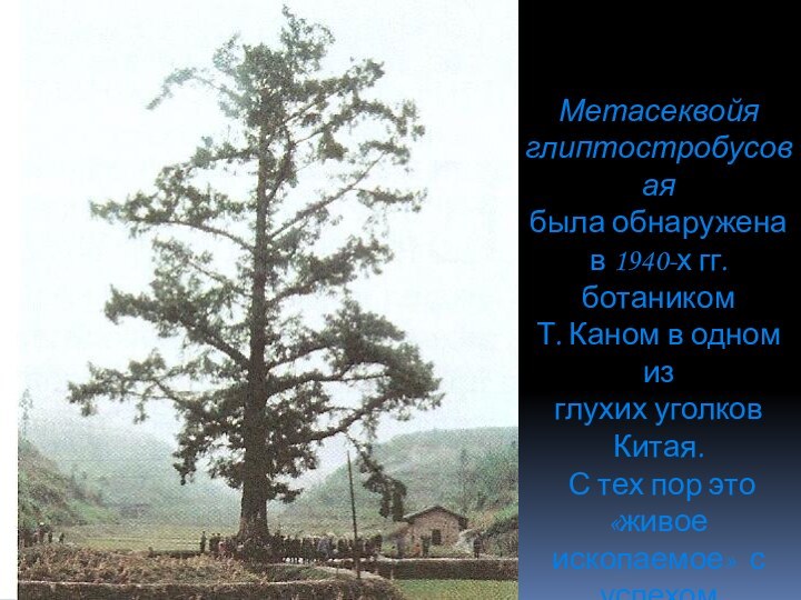 Метасеквойя глиптостробусоваябыла обнаружена в 1940-х гг. ботаником Т. Каном в одном изглухих