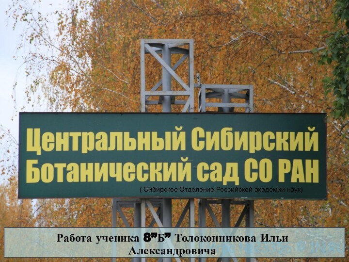 ( Сибирское Отделение Российской академии наук)Работа ученика 8”Б” Толоконникова Ильи Александровича