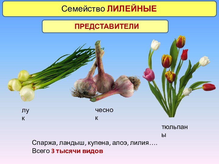 Семейство ЛИЛЕЙНЫЕ ПРЕДСТАВИТЕЛИлукчеснокСпаржа, ландыш, купена, алоэ, лилия…. Всего 3 тысячи видовтюльпаны