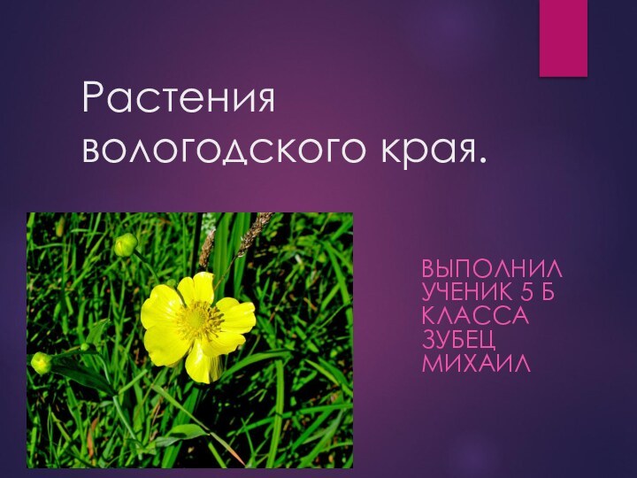 Растения вологодского края.ВЫПОЛНИЛ УЧЕНИК 5 Б КЛАССА ЗУБЕЦ МИХАИЛ