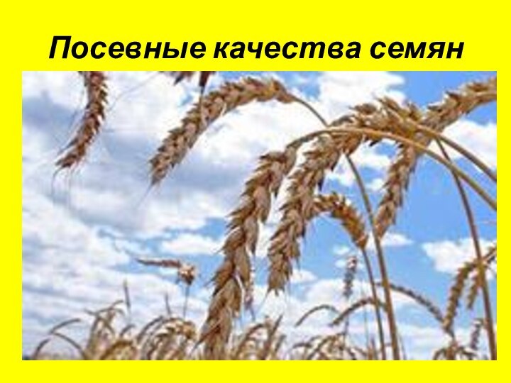 Посевные качества семян