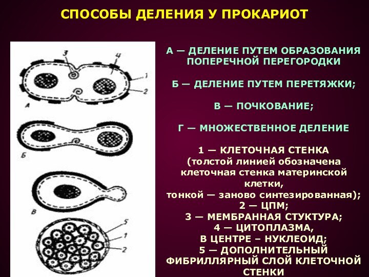 А — ДЕЛЕНИЕ ПУТЕМ ОБРАЗОВАНИЯПОПЕРЕЧНОЙ ПЕРЕГОРОДКИ Б — ДЕЛЕНИЕ ПУТЕМ ПЕРЕТЯЖКИ; В