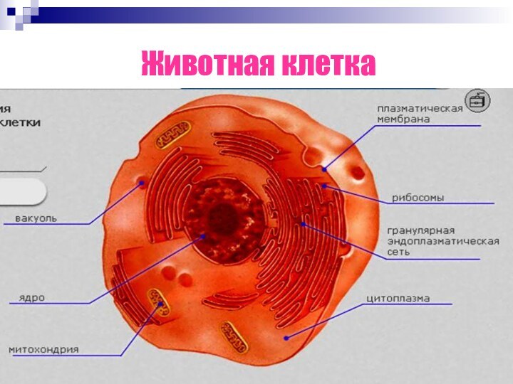 Животная клетка