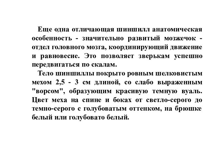 Еще одна отличающая шиншилл анатомическая особенность - значительно развитый мозжечок - отдел