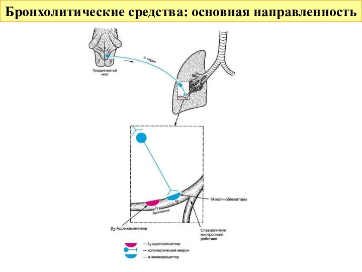 Бронхолитические средства: основная направленность