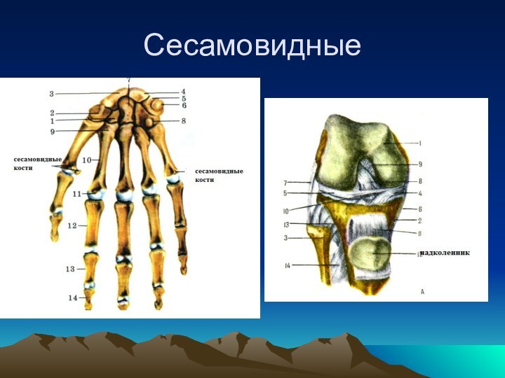 Сесамовидные