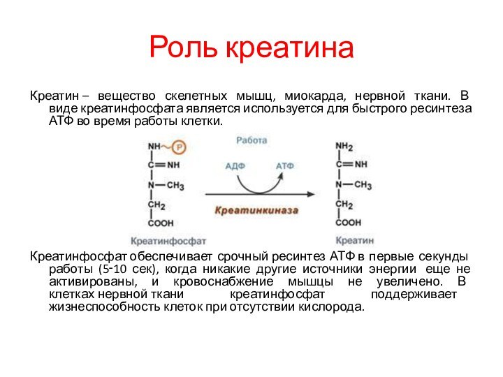 Роль креатинаКреатин – вещество скелетных мышц, миокарда, нервной ткани. В виде креатинфосфата является используется