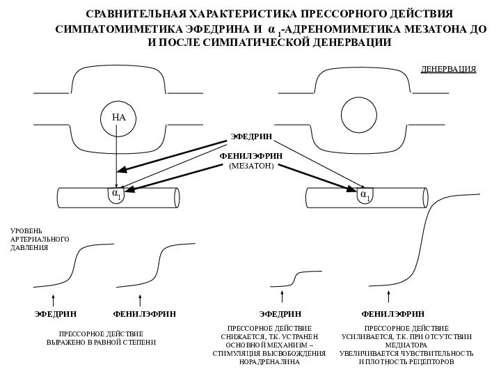 НАα1 α1   ЭФЕДРИНФЕНИЛЭФРИН (МЕЗАТОН)ДЕНЕРВАЦИЯЭФЕДРИНФЕНИЛЭФРИНЭФЕДРИНФЕНИЛЭФРИНПРЕССОРНОЕ ДЕЙСТВИЕСНИЖАЕТСЯ, Т.К. УСТРАНЕНОСНОВНОЙ МЕХАНИЗМ – СТИМУЛЯЦИЯ