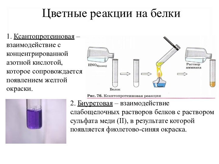 Цветные реакции на белки1. Ксантопротеиновая – взаимодействие с концентрированной азотной кислотой, которое