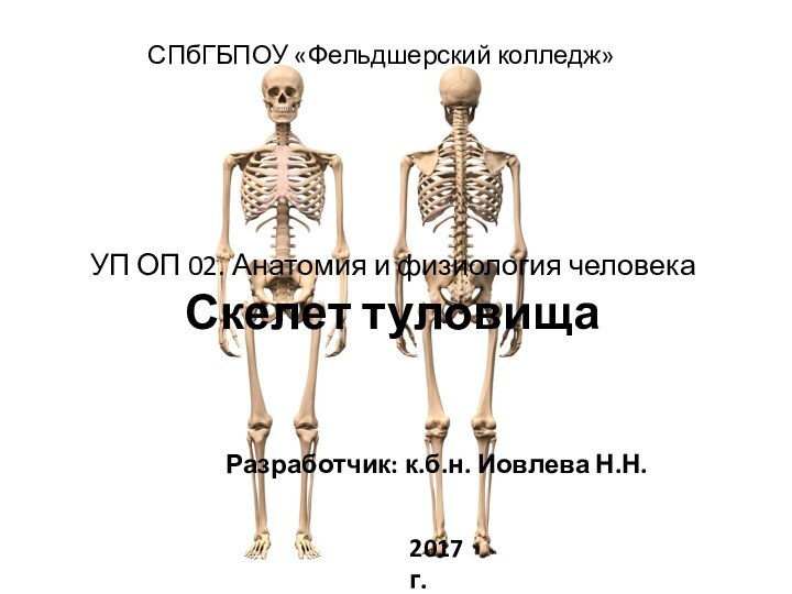 УП ОП 02. Анатомия и физиология человека Скелет туловища Разработчик: к.б.н. Иовлева Н.Н.СПбГБПОУ «Фельдшерский колледж»2017 г.