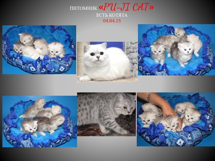 ПИТОМНИК «PU-JI CAT» ЕСТЬ КОТЯТА 04.04.15