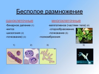 Бесполое и половое размножение растений и животных