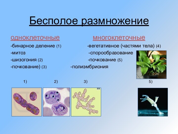 Бесполое размножениеодноклеточные        многоклеточные-бинарное деление (1)