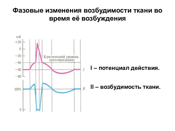 Фазовые изменения возбудимости ткани во время её возбужденияІ – потенциал действия.ІІ – возбудимость ткани.