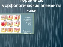 Первичные морфологические элементы кожи