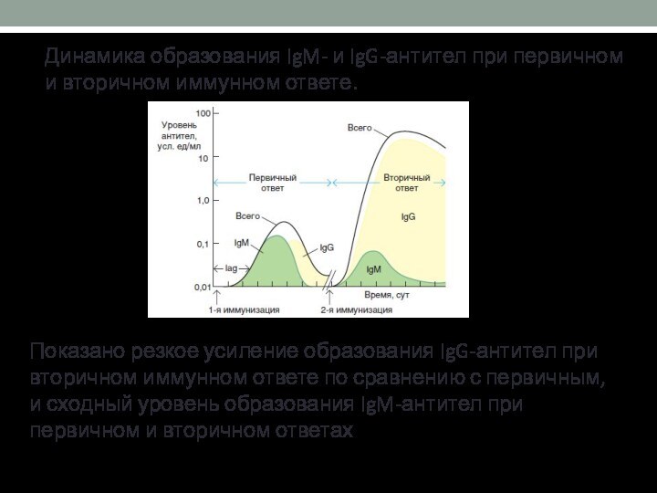 Динамика образования IgM- и IgG-антител при первичном и вторичном иммунном ответе. Показано