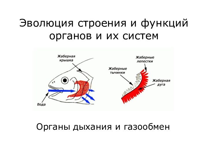 Эволюция строения и функций органов и их системОрганы дыхания и газообмен