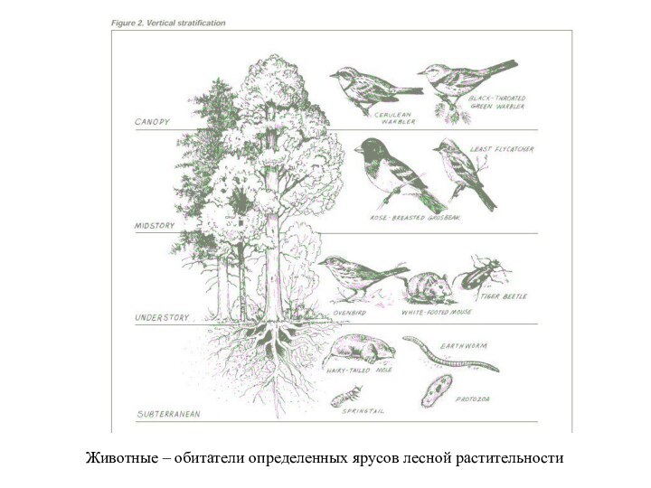 Животные – обитатели определенных ярусов лесной растительности