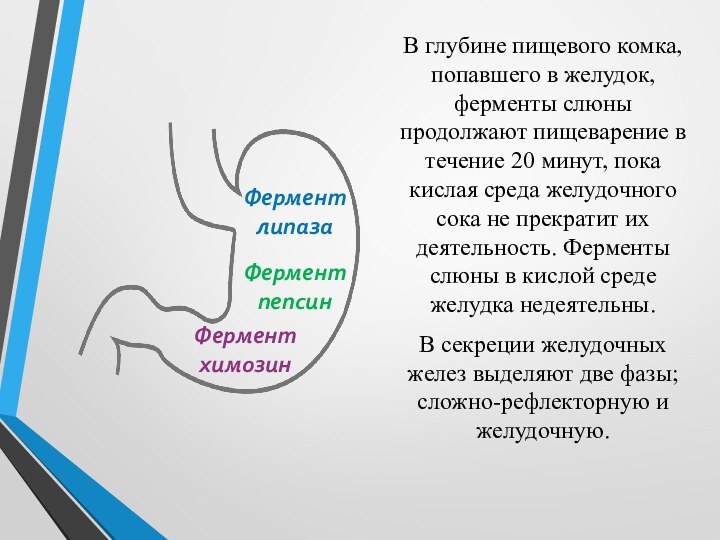 В глубине пищевого комка, попавшего в желудок, ферменты слюны продолжают пищеварение в