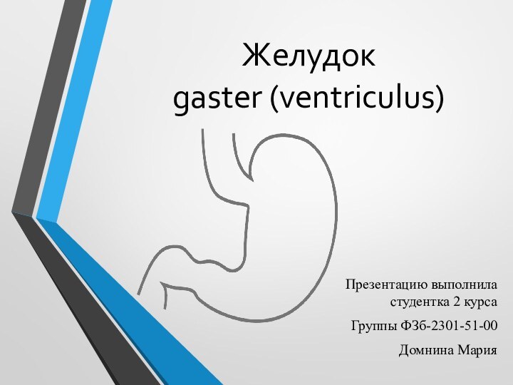 Желудок  gaster (ventriculus) Презентацию выполнила студентка 2 курсаГруппы ФЗб-2301-51-00Домнина Мария