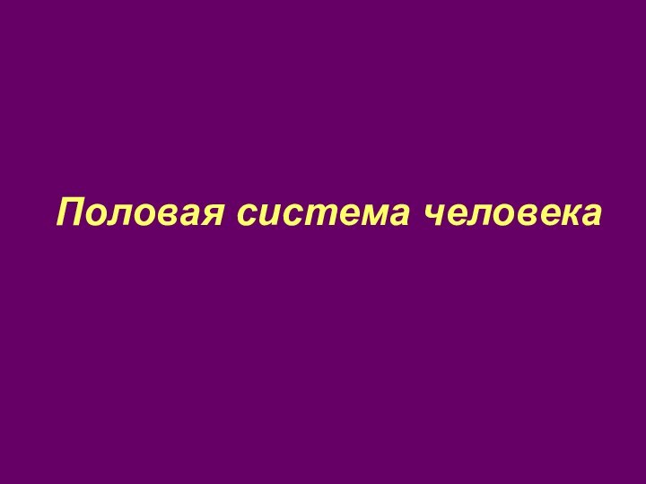 Половая система человека