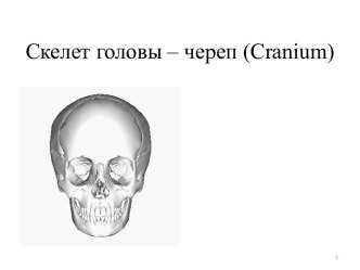 Скелет головы - череп