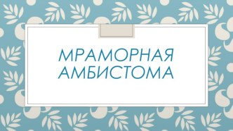 Мраморная амбистома