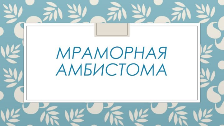 МРАМОРНАЯ АМБИСТОМА