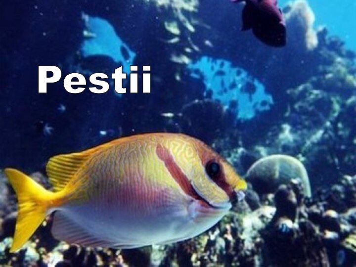 Pestii