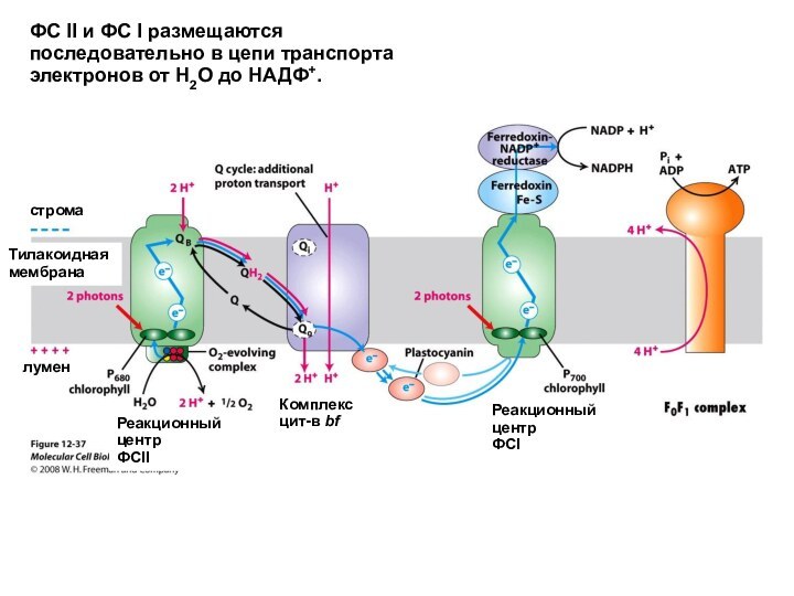 ФС II и ФС I размещаются последовательно в цепи транспорта электронов от