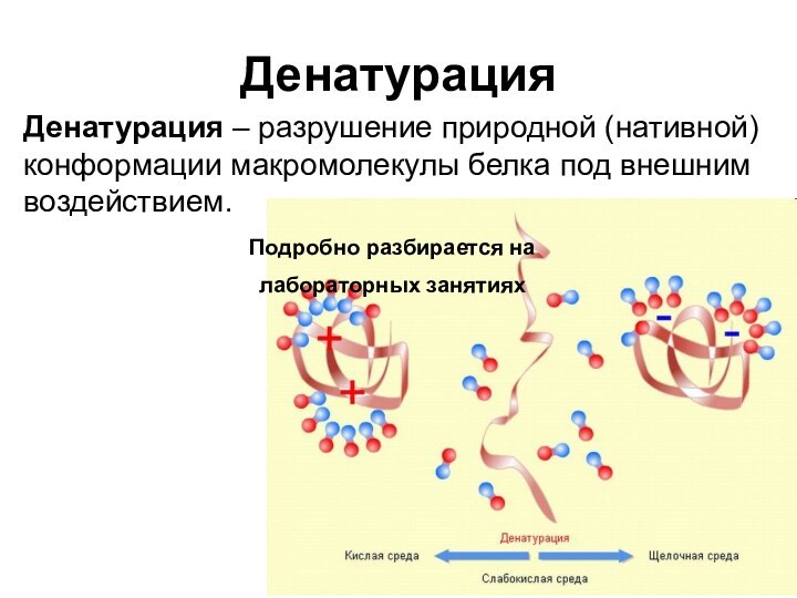 ДенатурацияДенатурация – разрушение природной (нативной) конформации макромолекулы белка под внешним воздействием.Подробно разбирается на лабораторных занятиях