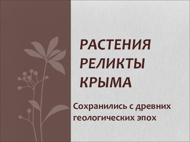 РАСТЕНИЯ РЕЛИКТЫ КРЫМАСохранились с древних геологических эпох