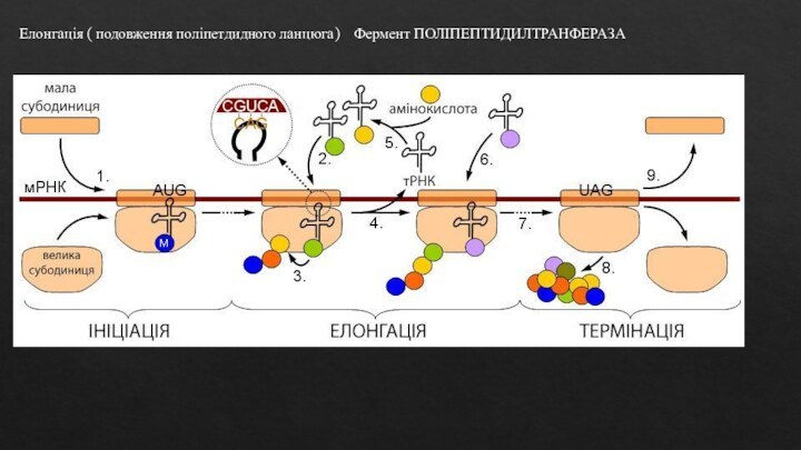 Елонгація ( подовження поліпетдидного ланцюга)  Фермент ПОЛІПЕПТИДИЛТРАНФЕРАЗА