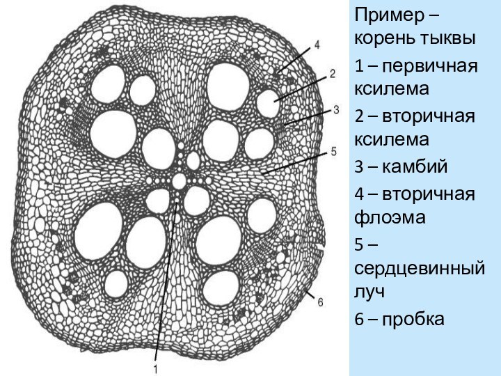 Пример – корень тыквы1 – первичная ксилема2 – вторичная ксилема3 – камбий4