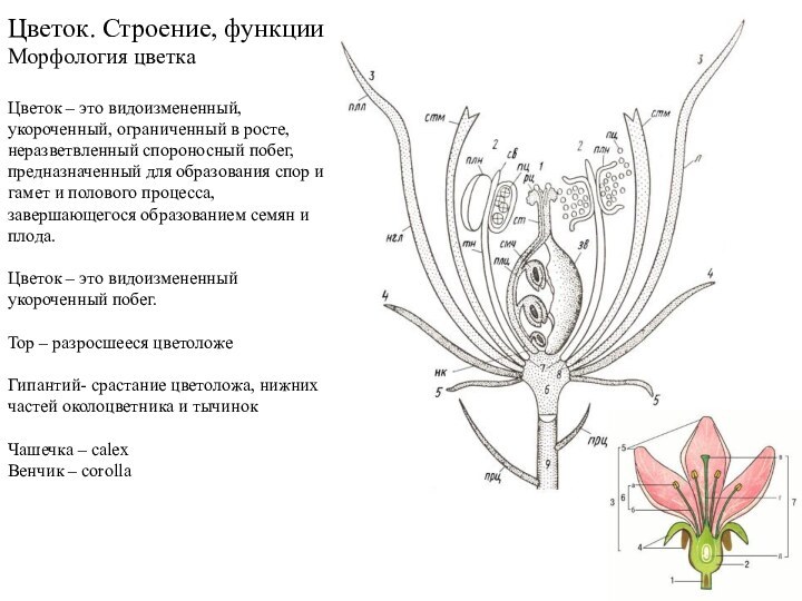 Цветок. Строение, функции Морфология цветка  Цветок – это видоизмененный, укороченный, ограниченный