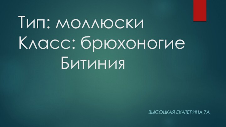 Тип: моллюски Класс: брюхоногие      БитинияВЫСОЦКАЯ ЕКАТЕРИНА 7А