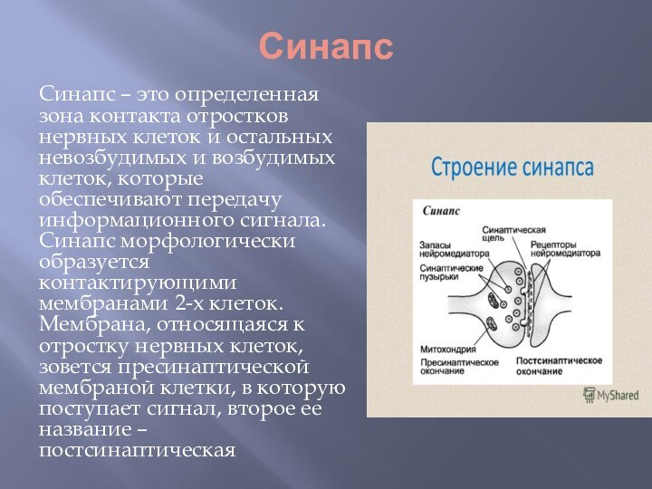 СинапсСинапс – это определенная зона контакта отростков нервных клеток и остальных невозбудимых