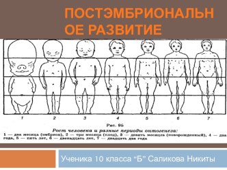 Постэмбриональное развитие организма