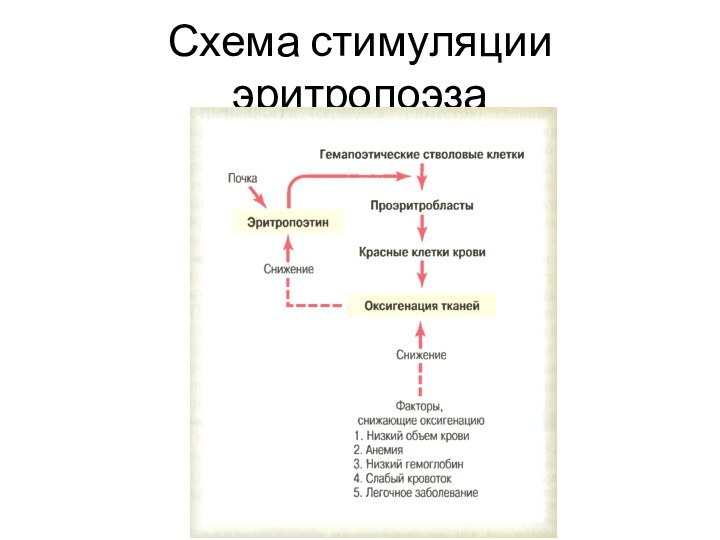 Схема стимуляции эритропоэза